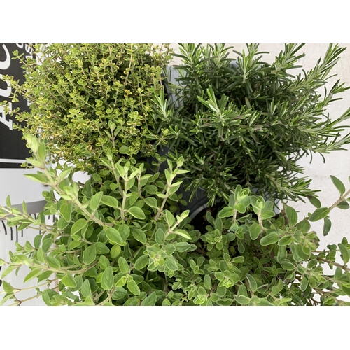 150 - EIGHT MIXED HERBS IN 1 LITRE POTS TO INCLUDE ROSEMARY, THYME, MINT AND SAGE APPROX 30CM IN HEIGHT NO... 