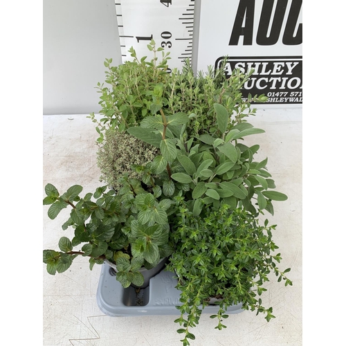 152 - EIGHT MIXED HERBS IN 1 LITRE POTS ROSEMARY, THYME, MINT AND SAGE APPROX 30CM IN HEIGHT NO VAT TO BE ... 