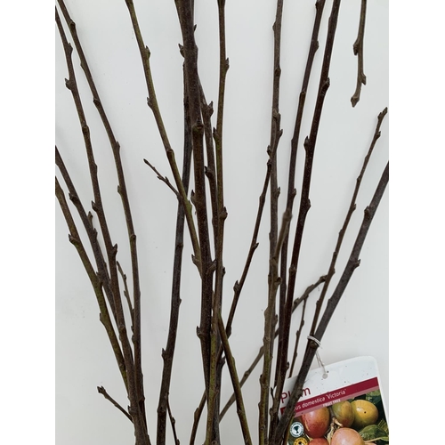 153 - FIVE PLUM BARE ROOT FRUITING TREES PRUNUS DOMESTICA 'VICTORIA' OVER 2 METRES IN HEIGHT NO VAT TO BE ... 