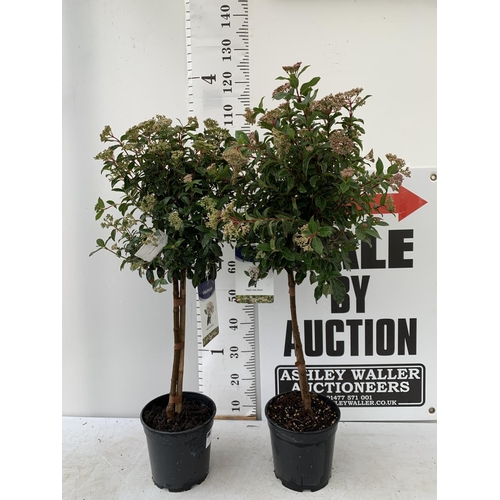 16 - TWO VIBURNUM 'EVE PRICE' STANDARD TREES APPROX 110CM IN HEIGHT IN 5 LTR POTS PLUS VAT TO BE SOLD FOR... 