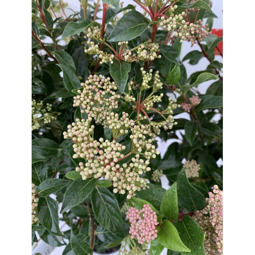 16 - TWO VIBURNUM 'EVE PRICE' STANDARD TREES APPROX 110CM IN HEIGHT IN 5 LTR POTS PLUS VAT TO BE SOLD FOR... 