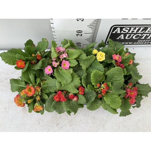 160 - EIGHT DOUBLE PRIMULA PLANTS ON A TRAY MIXED COLOURS PLUS VAT TO BE SOLD FOR THE EIGHT