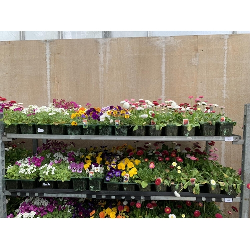 161 - 84 MIXED BEDDING PLANTS TO INCLUDE MIXED VIOLA , MIXED BELLIS ETC IN TRAYS OF 6 PLUS VAT TO BE SOLD ... 