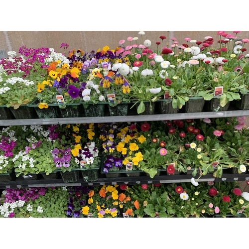 161 - 84 MIXED BEDDING PLANTS TO INCLUDE MIXED VIOLA , MIXED BELLIS ETC IN TRAYS OF 6 PLUS VAT TO BE SOLD ... 