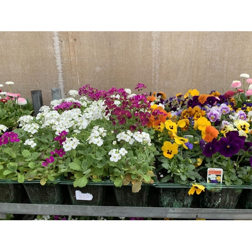 161 - 84 MIXED BEDDING PLANTS TO INCLUDE MIXED VIOLA , MIXED BELLIS ETC IN TRAYS OF 6 PLUS VAT TO BE SOLD ... 