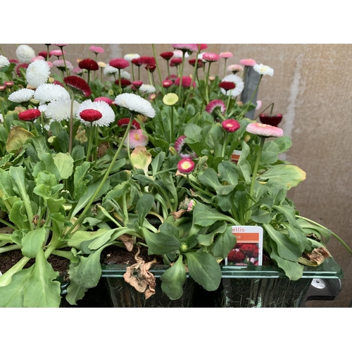 161 - 84 MIXED BEDDING PLANTS TO INCLUDE MIXED VIOLA , MIXED BELLIS ETC IN TRAYS OF 6 PLUS VAT TO BE SOLD ... 