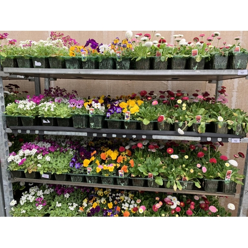 162 - 84 MIXED BEDDING PLANTS TO INCLUDE MIXED VIOLA , MIXED BELLIS ETC IN TRAYS OF 6 PLUS VAT TO BE SOLD ... 