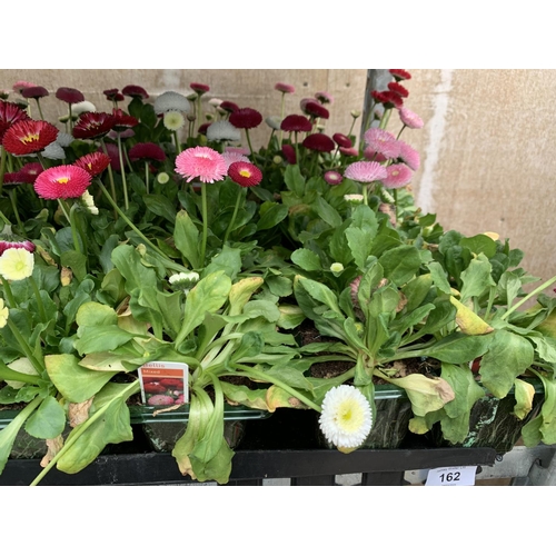 162 - 84 MIXED BEDDING PLANTS TO INCLUDE MIXED VIOLA , MIXED BELLIS ETC IN TRAYS OF 6 PLUS VAT TO BE SOLD ... 