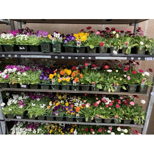 163 - 84 MIXED BEDDING PLANTS TO INCLUDE MIXED VIOLA , MIXED BELLIS ETC IN TRAYS OF 6 PLUS VAT TO BE SOLD ... 