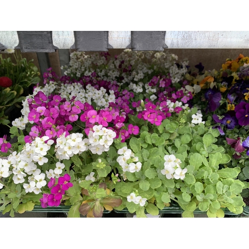 163 - 84 MIXED BEDDING PLANTS TO INCLUDE MIXED VIOLA , MIXED BELLIS ETC IN TRAYS OF 6 PLUS VAT TO BE SOLD ... 