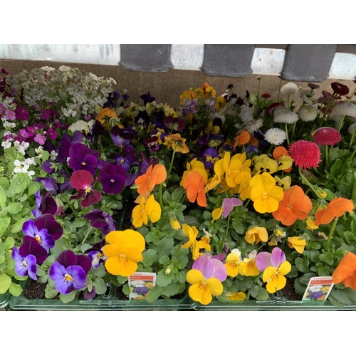 163 - 84 MIXED BEDDING PLANTS TO INCLUDE MIXED VIOLA , MIXED BELLIS ETC IN TRAYS OF 6 PLUS VAT TO BE SOLD ... 