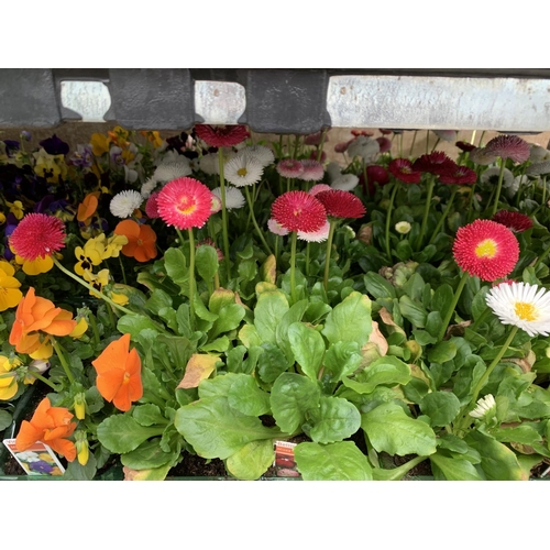 163 - 84 MIXED BEDDING PLANTS TO INCLUDE MIXED VIOLA , MIXED BELLIS ETC IN TRAYS OF 6 PLUS VAT TO BE SOLD ... 