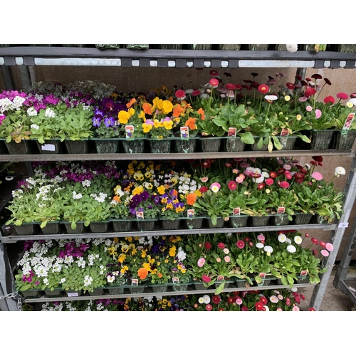 164 - 84 MIXED BEDDING PLANTS TO INCLUDE MIXED VIOLA , MIXED BELLIS ETC IN TRAYS OF 6 PLUS VAT TO BE SOLD ... 