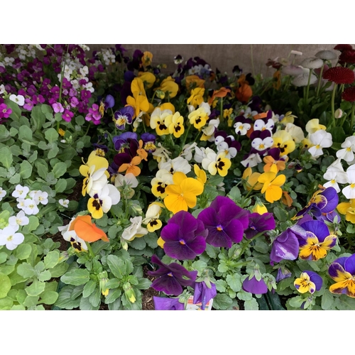 164 - 84 MIXED BEDDING PLANTS TO INCLUDE MIXED VIOLA , MIXED BELLIS ETC IN TRAYS OF 6 PLUS VAT TO BE SOLD ... 