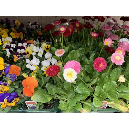 164 - 84 MIXED BEDDING PLANTS TO INCLUDE MIXED VIOLA , MIXED BELLIS ETC IN TRAYS OF 6 PLUS VAT TO BE SOLD ... 