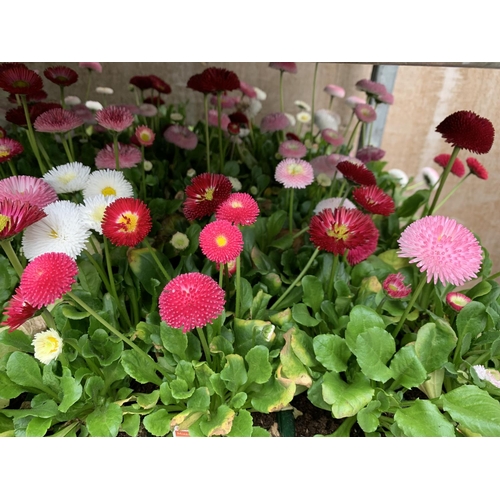 164 - 84 MIXED BEDDING PLANTS TO INCLUDE MIXED VIOLA , MIXED BELLIS ETC IN TRAYS OF 6 PLUS VAT TO BE SOLD ... 