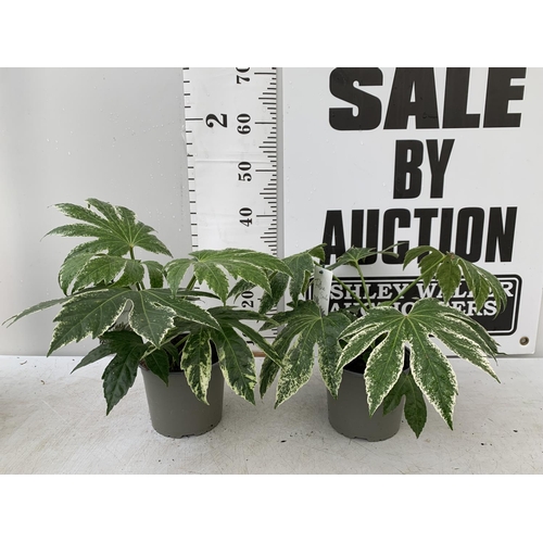 166 - TWO FATSIA JAPONICA 'SPIDERS WEB' IN 2 LTR POTS APPROX 35CM IN HEIGHT PLUS VAT TO BE SOLD FOR THE TW... 