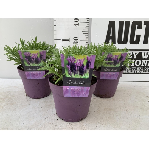 170 - THREE LAVENDER PLANTS IN 2 LITRE POTS PLUS VAT TO BE SOLD FOR THE THREE