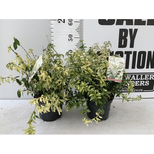 171 - TWO EUONYMUS 'FORTUNEI HARLEQUIN' IN 2 LTR POTS APPROX 45CM IN HEIGHT PLUS VAT TO BE SOLD FOR THE TW... 