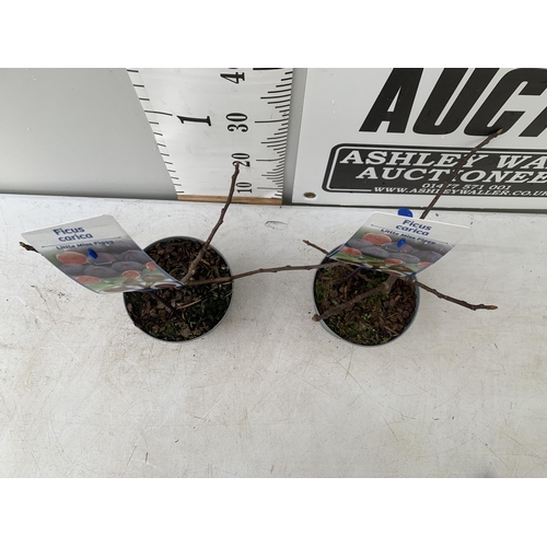 175 - TWO FICUS CARICA 'LITTLE MISS FIGGY' APPROX 30CM IN HEIGHT IN 2 LTR POTS NO VAT TO BE SOLD FOR THE T... 