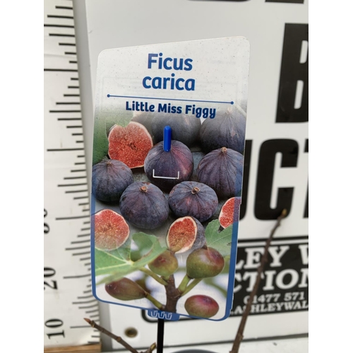 175 - TWO FICUS CARICA 'LITTLE MISS FIGGY' APPROX 30CM IN HEIGHT IN 2 LTR POTS NO VAT TO BE SOLD FOR THE T... 