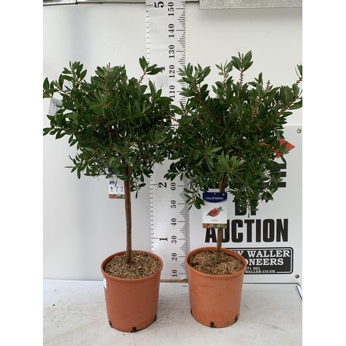 177 - TWO CALLISTEMON CITRINUS STANDARD TREES APPROX 120CM IN HEIGHT IN 7 LTR POTS PLUS VAT TO BE SOLD FOR... 