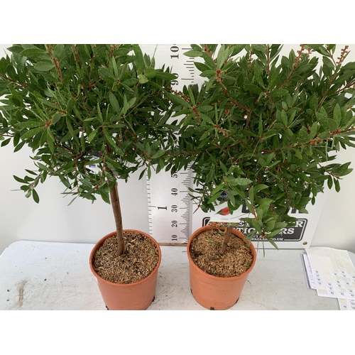 177 - TWO CALLISTEMON CITRINUS STANDARD TREES APPROX 120CM IN HEIGHT IN 7 LTR POTS PLUS VAT TO BE SOLD FOR... 