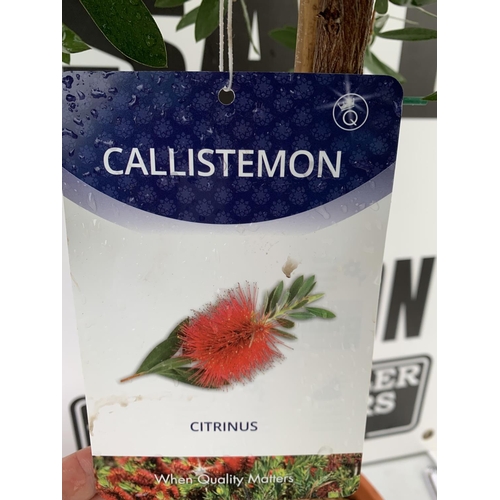 177 - TWO CALLISTEMON CITRINUS STANDARD TREES APPROX 120CM IN HEIGHT IN 7 LTR POTS PLUS VAT TO BE SOLD FOR... 