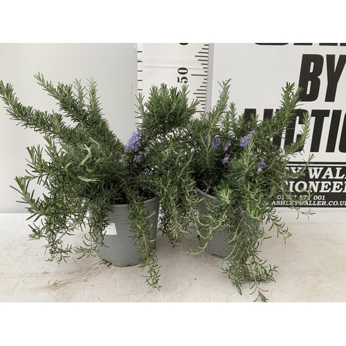 193 - TWO ROSEMARY 'PROSTRATUS' APPROX 50CM IN HEIGHT IN 3 LTR POTS NO VAT TO BE SOLD FOR THE TWO