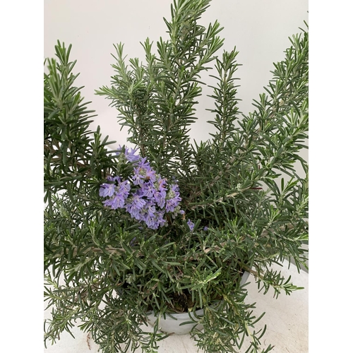 193 - TWO ROSEMARY 'PROSTRATUS' APPROX 50CM IN HEIGHT IN 3 LTR POTS NO VAT TO BE SOLD FOR THE TWO