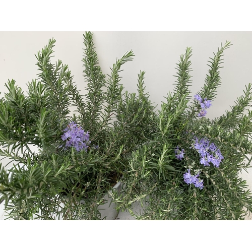 193 - TWO ROSEMARY 'PROSTRATUS' APPROX 50CM IN HEIGHT IN 3 LTR POTS NO VAT TO BE SOLD FOR THE TWO