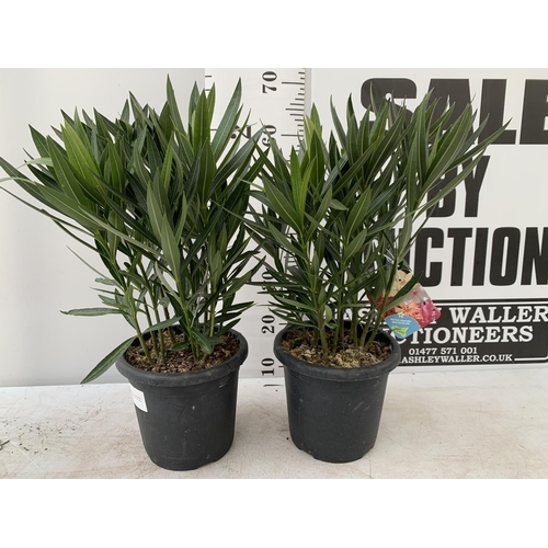 195 - TWO NERIUM OLEANDER BUSHES IN 4 LTR POTS APPROX 65CM IN HEIGHT PLUS VAT TO BE SOLD FOR THE TWO