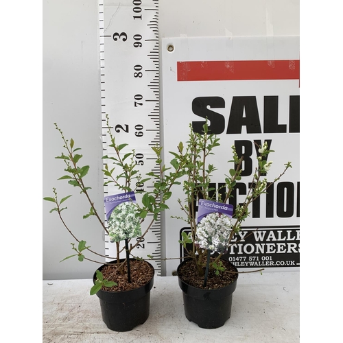 196 - TWO EXOCHORDA RACEMOSA 'BLUSHING PEARL' AND 'NIAGARA' APPROX 55CM IN HEIGHT IN 2 LTR POTS PLUS VAT T... 