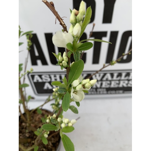 196 - TWO EXOCHORDA RACEMOSA 'BLUSHING PEARL' AND 'NIAGARA' APPROX 55CM IN HEIGHT IN 2 LTR POTS PLUS VAT T... 