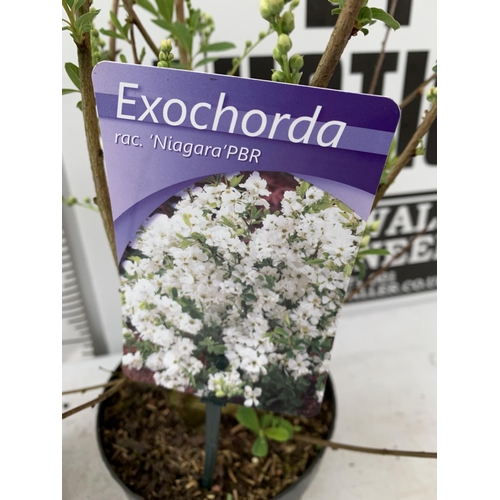 196 - TWO EXOCHORDA RACEMOSA 'BLUSHING PEARL' AND 'NIAGARA' APPROX 55CM IN HEIGHT IN 2 LTR POTS PLUS VAT T... 