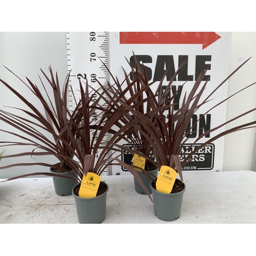 197 - FOUR 'RED STAR' CORDYLINE PLANTS APPROX 70CM IN HEIGHT IN 1 LTR POTS PLUS VAT TO BE SOLD FOR THE FOU... 