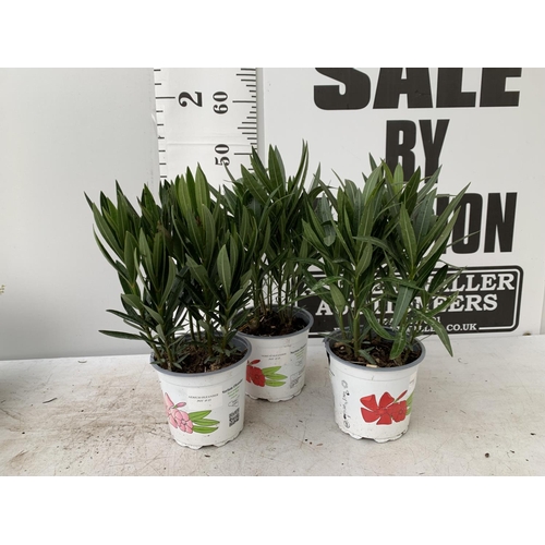 198 - THREE OLEANDER NERIUMS IN 2 LTR POTS APPROX 50CM IN HEIGHT PLUS VAT TO BE SOLD FOR THE THREE