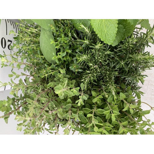 199 - EIGHT MIXED HERBS IN 1 LITRE POTS TO INCLUDE ROSEMARY, THYME, MINT AND SAGE APPROX 30CM IN HEIGHT NO... 