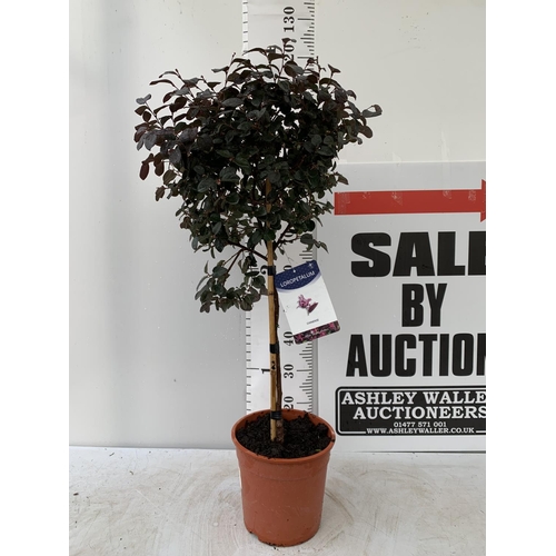 20 - LOROPETALUM CHINENSE STANDARD TREE APPROX 120CM IN HEIGHT IN 7 LTR POT PLUS VAT