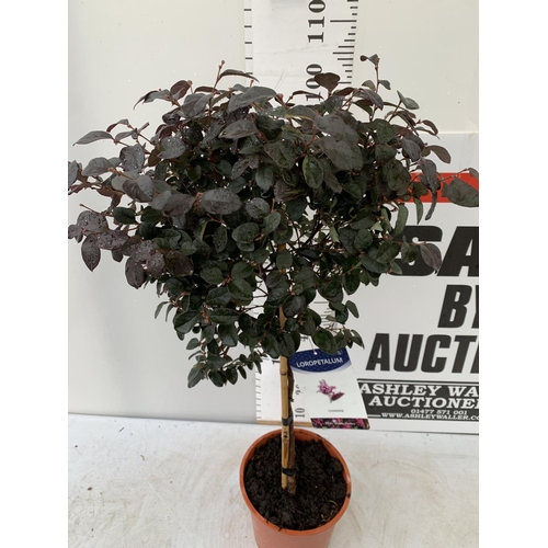 20 - LOROPETALUM CHINENSE STANDARD TREE APPROX 120CM IN HEIGHT IN 7 LTR POT PLUS VAT