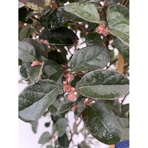 20 - LOROPETALUM CHINENSE STANDARD TREE APPROX 120CM IN HEIGHT IN 7 LTR POT PLUS VAT