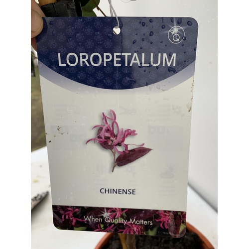 20 - LOROPETALUM CHINENSE STANDARD TREE APPROX 120CM IN HEIGHT IN 7 LTR POT PLUS VAT