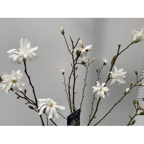 22 - ONE MAGNOLIA LOEBNERI 'LEONARD MESSEL' APPROX 120CM IN HEIGHT IN A 7 LTR POT PLUS VAT