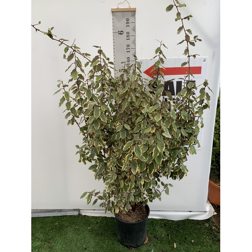 23 - A ELAEAGNUS EBBINGEI 'VIVLEG' SILVERBERRY OVER 170CM IN HEIGHT IN A 15 LTR POT PLUS VAT