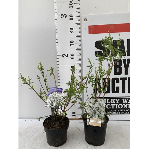 27 - TWO EXOCHORDA RACEMOSA 'NIAGARA' IN 3 LTR POTS APPROX 60 CM IN HEIGHT PLUS VAT TO BE SOLD FOR THE TW... 