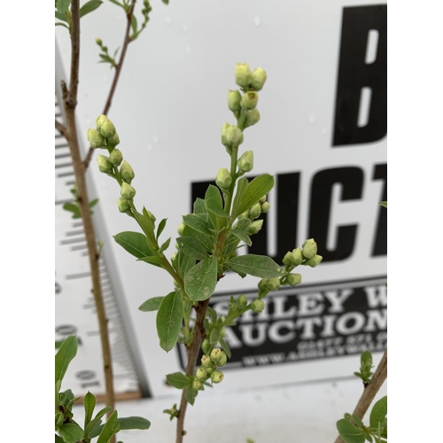 27 - TWO EXOCHORDA RACEMOSA 'NIAGARA' IN 3 LTR POTS APPROX 60 CM IN HEIGHT PLUS VAT TO BE SOLD FOR THE TW... 