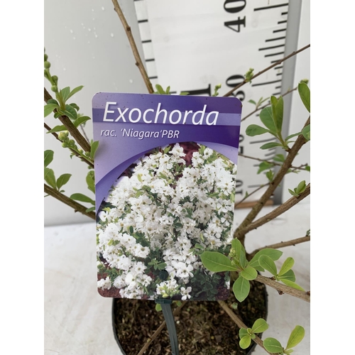 27 - TWO EXOCHORDA RACEMOSA 'NIAGARA' IN 3 LTR POTS APPROX 60 CM IN HEIGHT PLUS VAT TO BE SOLD FOR THE TW... 