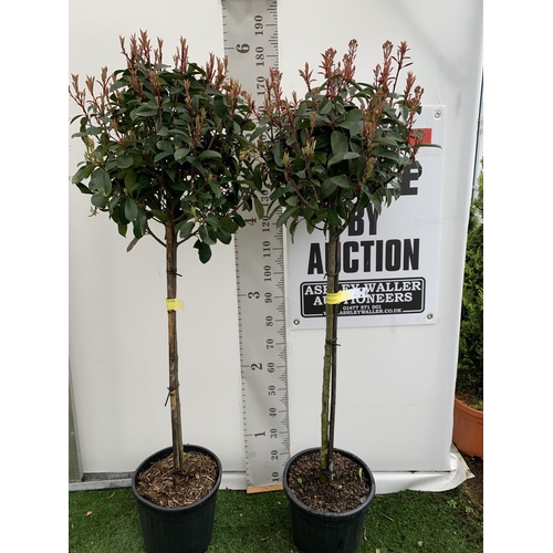 3 - TWO PHOTINIA FRASERI 'RED ROBIN' STANDARD TREES APPROX 180CM IN HEIGHT IN 15 LTR POTS PLUS VAT TO BE... 