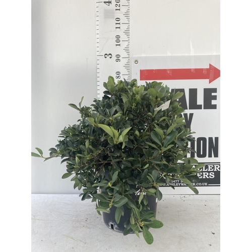 30 - ONE RHAPHIOLEPIS UMBELLATA BUSH APPROX 80CM IN HEIGHT IN A 15 LTR POT PLUS VAT