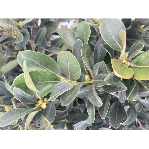 30 - ONE RHAPHIOLEPIS UMBELLATA BUSH APPROX 80CM IN HEIGHT IN A 15 LTR POT PLUS VAT